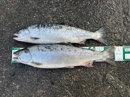 サクラマスの釣果