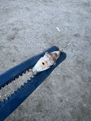 ヒイラギの釣果