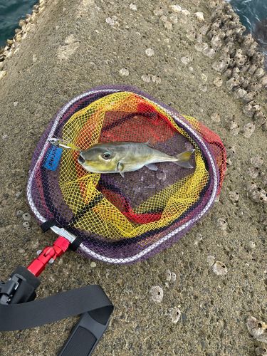 フグの釣果