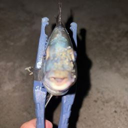 クロダイ