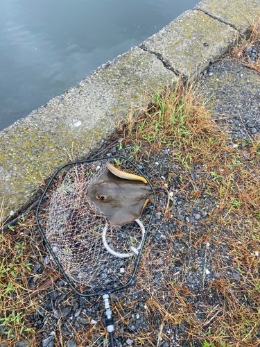 アカエイの釣果