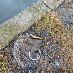 アカエイ