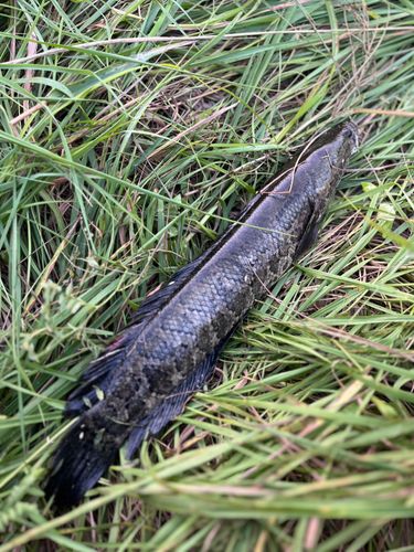 ライギョの釣果