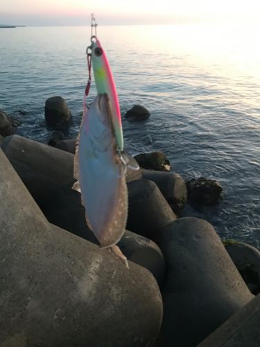 ソゲの釣果