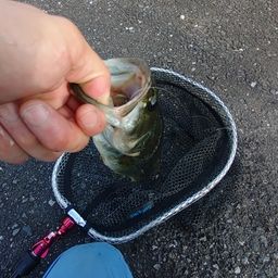 ラージマウスバス