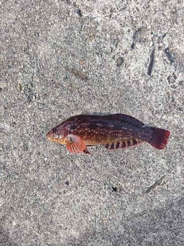 アイナメの釣果