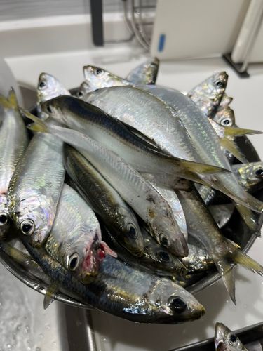 ママカリの釣果