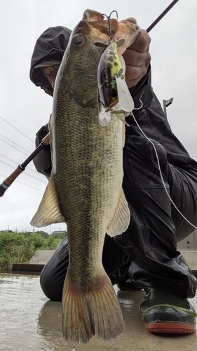 ブラックバスの釣果