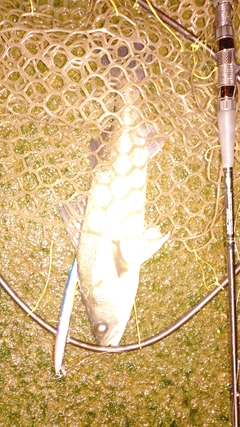 フッコ（マルスズキ）の釣果