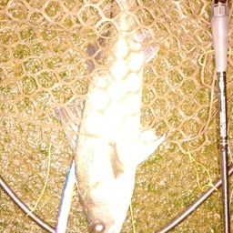 フッコ（マルスズキ）