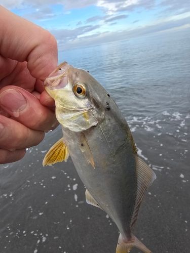ショゴの釣果