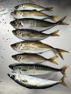 アジの釣果