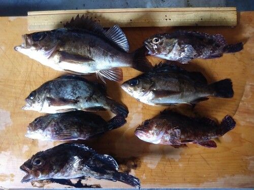 メバルの釣果