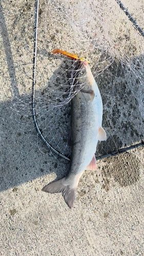 ウグイの釣果