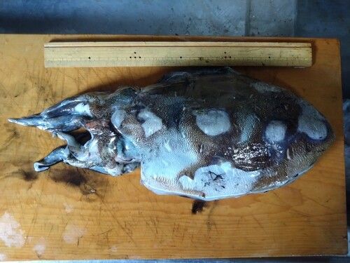 コウイカの釣果