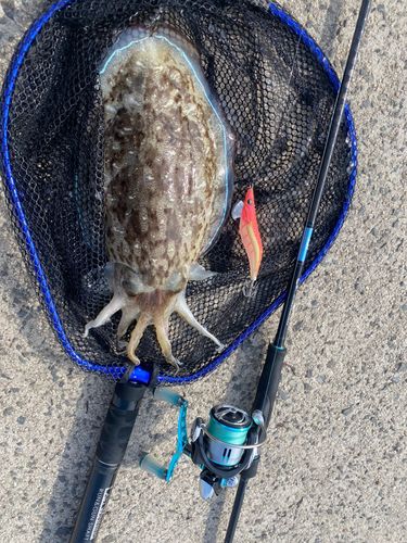 モンゴウイカの釣果