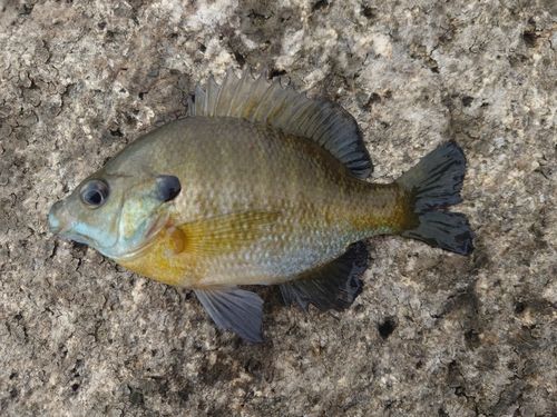 ブルーギルの釣果