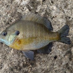 ブルーギル