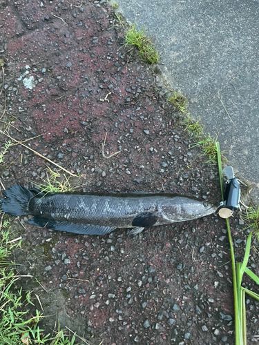 ライギョの釣果