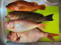 オオモンハタの釣果