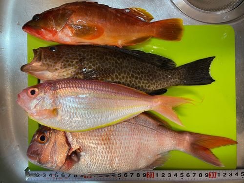 オオモンハタの釣果