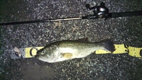 ラージマウスバスの釣果