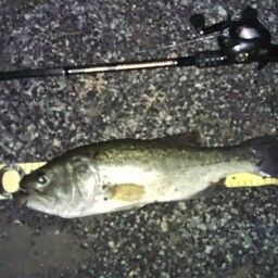 ラージマウスバス