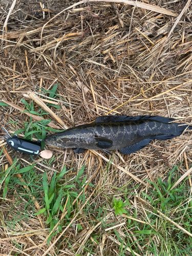 ライギョの釣果