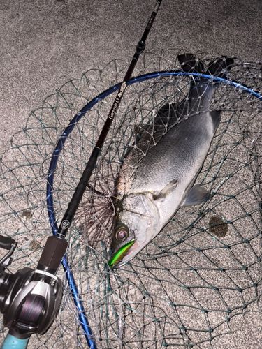 ヒラスズキの釣果