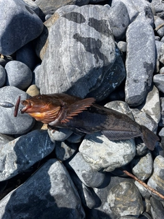 アイナメの釣果