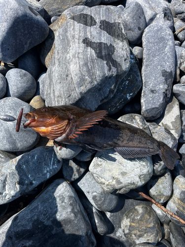 アイナメの釣果