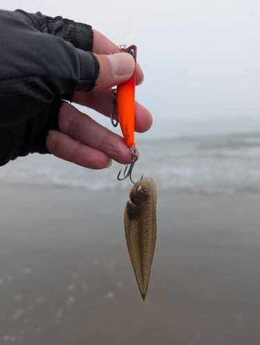 シタビラメの釣果