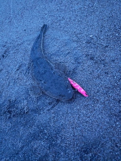 マゴチの釣果