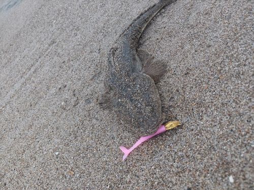 マゴチの釣果