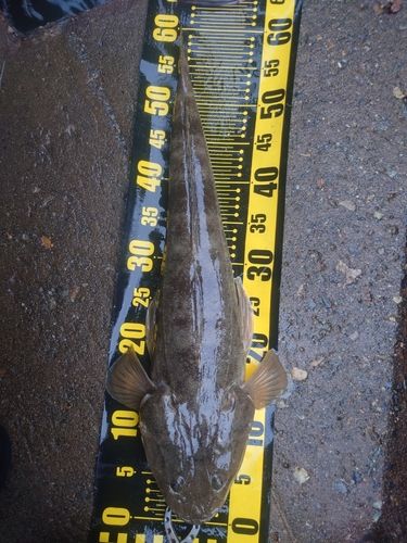 マゴチの釣果
