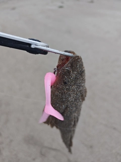 マゴチの釣果