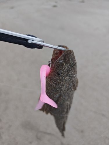 マゴチの釣果