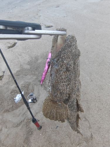 マゴチの釣果