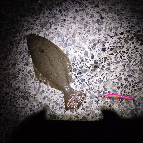ヒラメの釣果