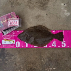 ヒラメの釣果