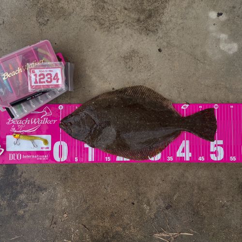 ヒラメの釣果