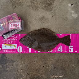ヒラメ