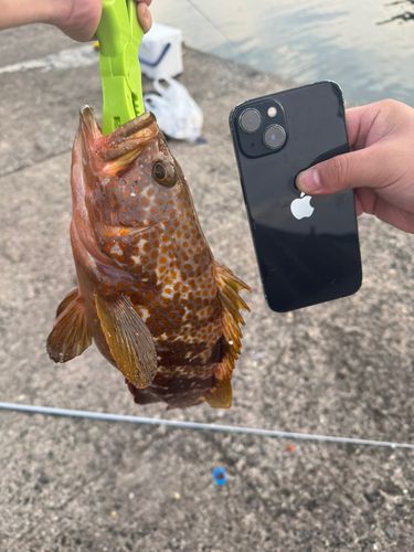 キジハタの釣果