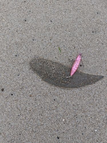 シタビラメの釣果