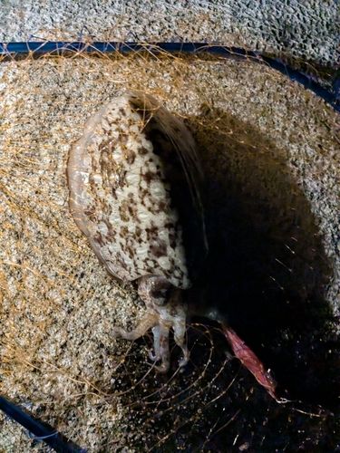 コウイカの釣果