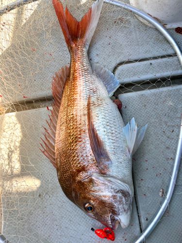 マダイの釣果