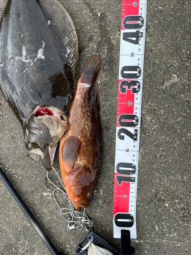 ヒラメの釣果