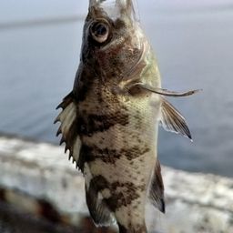 メバル