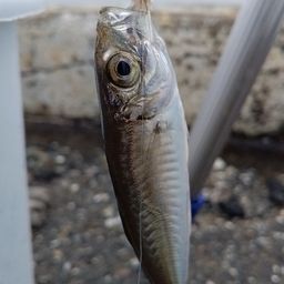 アジ