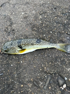 フグの釣果
